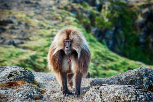 best ethiopian tours bale national park