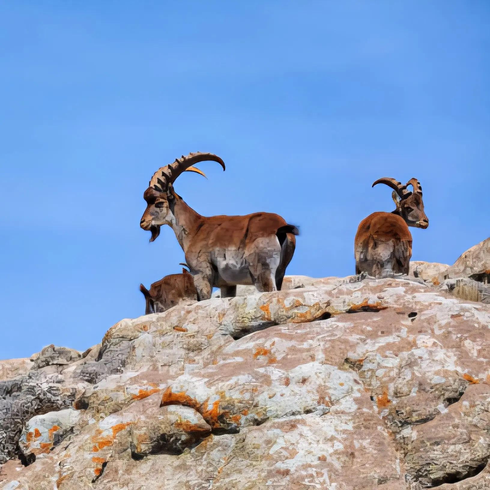 Best Ethiopia tours Walia ibex
