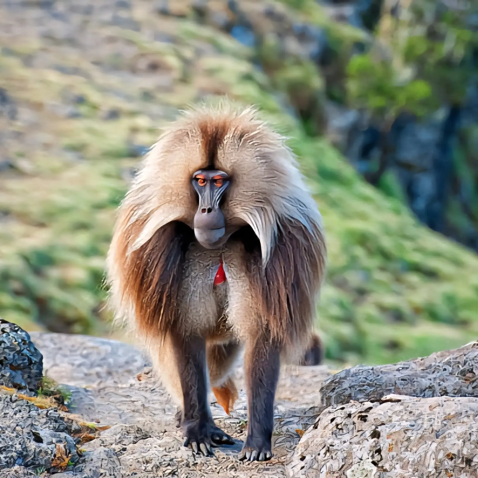 Simien Mountains Wildlife Ethiopia Ethiopian wolf, gelada baboons, trekking, hiking, and endemic species in Simien Mountains National Park