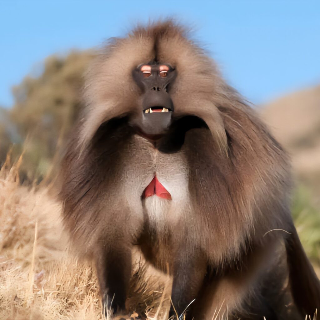 Gelada monkey trek Ethiopia