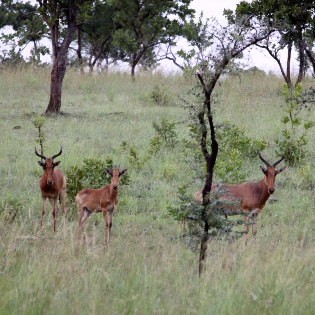 Addis Ababa Nature Tour Operator