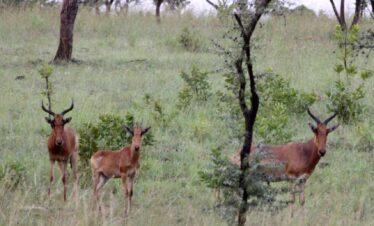 Addis Ababa Nature Tour Operator