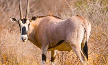 Awash National Park
