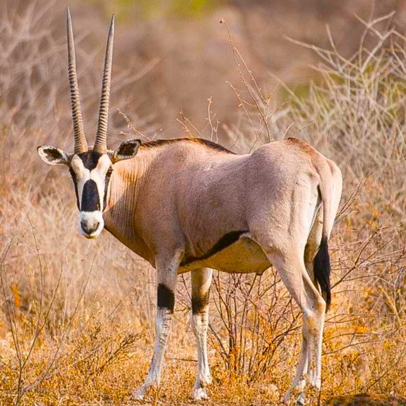Awash National Park