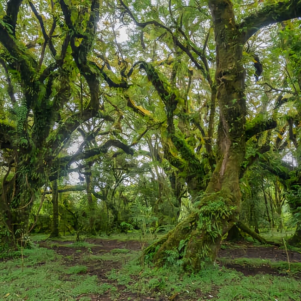 Bale Mountains National Park