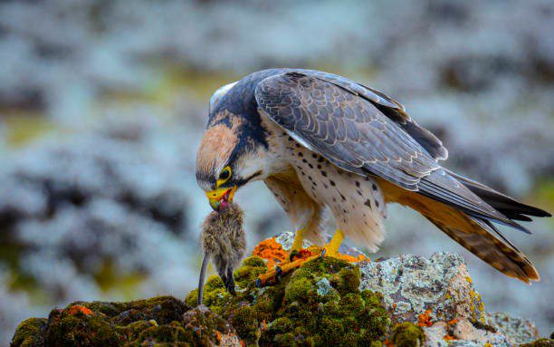 Ethiopian photography tour featuring landscapes, lakes, Simien Mountains, Danakil Depression, wildlife, historic churches, monasteries, festivals, and traditional villages
