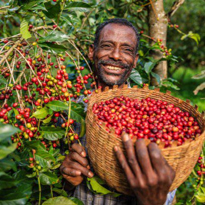 Ethiopian Coffee Ceremony traditional coffee preparation, roasting, brewing, cultural experience, Yirgacheffe and Sidamo coffee regions
