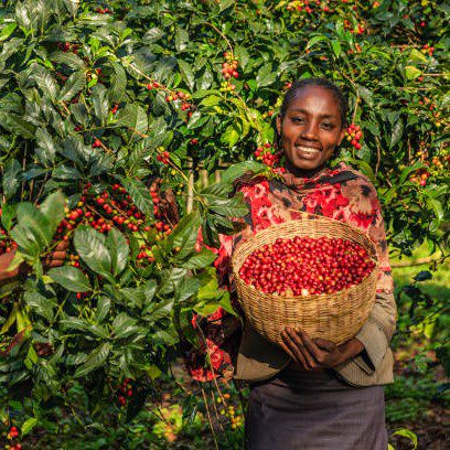 Coffee farm tour Ethiopia