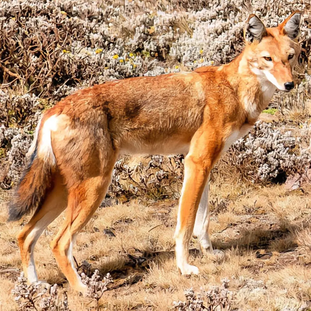Bale National Park Tour
