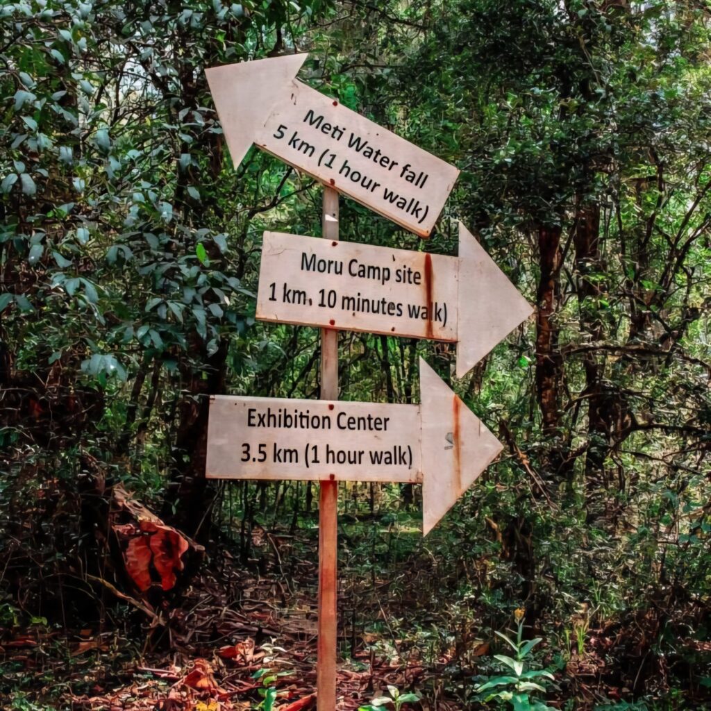 Oldest Forest In Ethiopia
