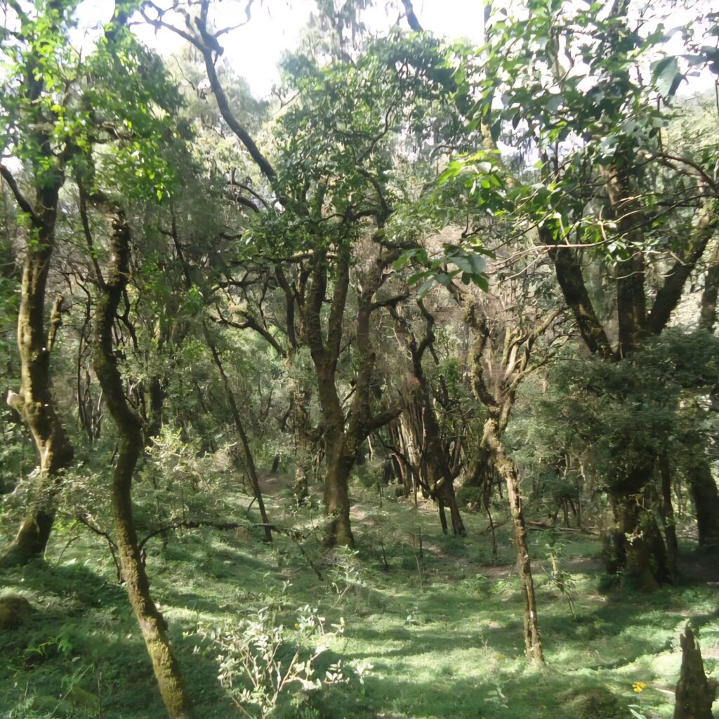 Private day trip Menagesha Forest Addis Ababa