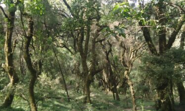Private day trip Menagesha Forest Addis Ababa