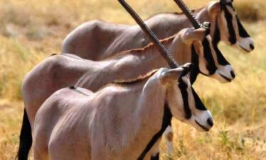 Awash national park Day Trip Explore Wildlife Now