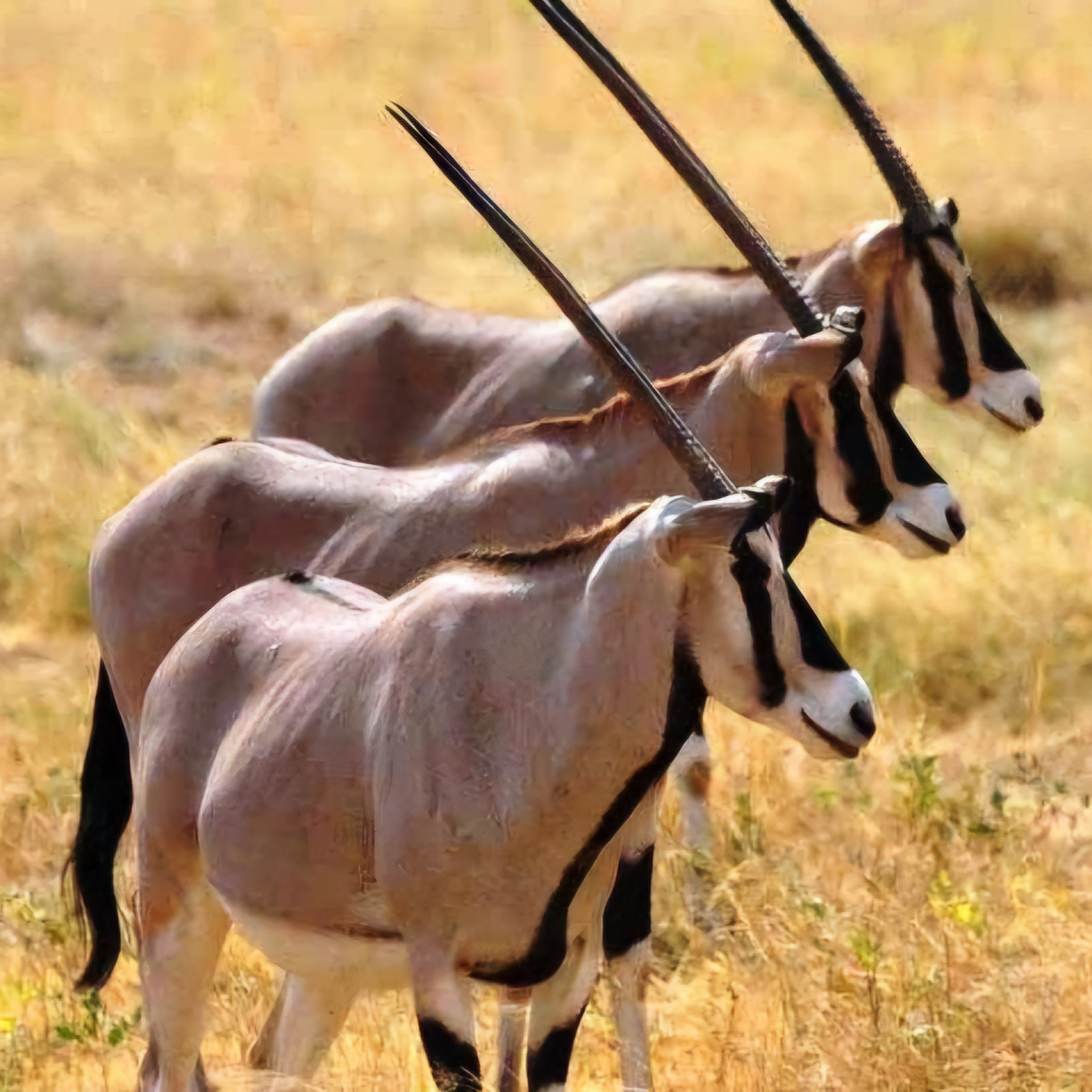 Awash national park Day Trip Explore Wildlife Now