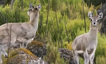 Wildlife Sanctuary near Addis Ababa
