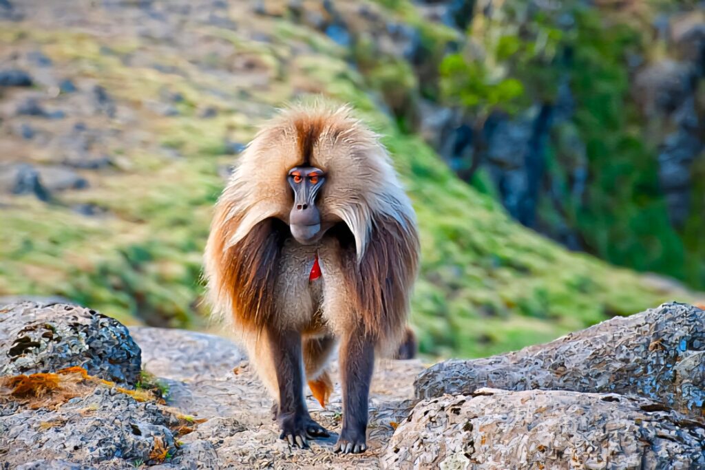 Experience Ethiopia’s wildlife with safaris in Simien and Bale Mountains, lakes, endemic species, and cultural village visits on a guided adventure tour