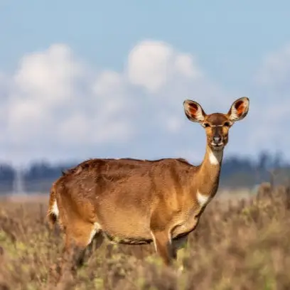 Simien Mountains tour Ethiopia trekking adventure with gelada baboons, Ethiopian wolves, Walia ibex, scenic highlands, UNESCO World Heritage landscapes, and guided hiking experience